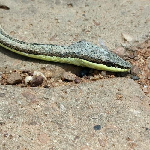 Elegant Sand Racer
