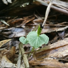 Corybas imperatorius