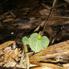 Corybas imperatorius