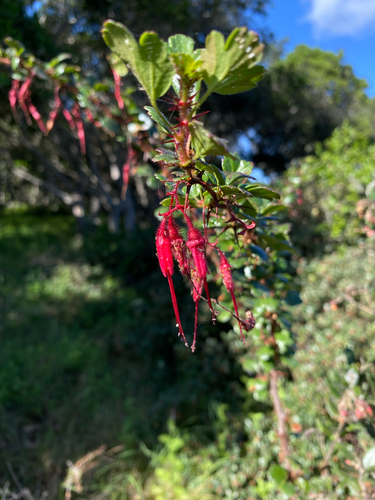 Fuchsiaflower Gooseberry (Ribes speciosum)