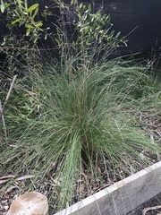 Poa sieberiana