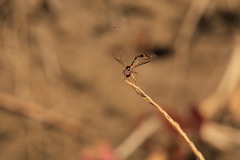 Syrphinae