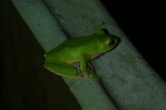 Zhangixalus prasinatus