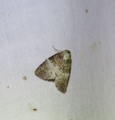 Acatapaustus mesoleuca