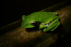 Zhangixalus prasinatus
