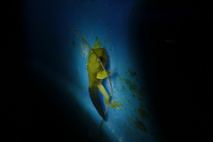 Zhangixalus taipeianus