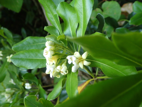 Pittosporum boninense iNat (3)