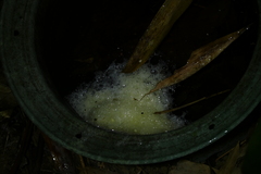 Zhangixalus prasinatus