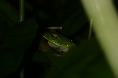 Zhangixalus prasinatus