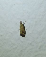 Achyra massalis