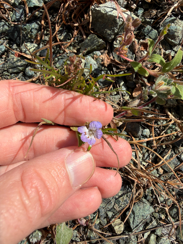 Phacelia divaricata observed 2026-04-02
