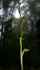 Peristylus monticola