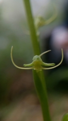 Peristylus monticola