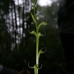 Peristylus monticola
