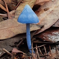 Entoloma virescens