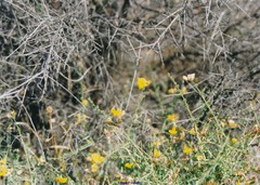 Adenocarpus complicatus