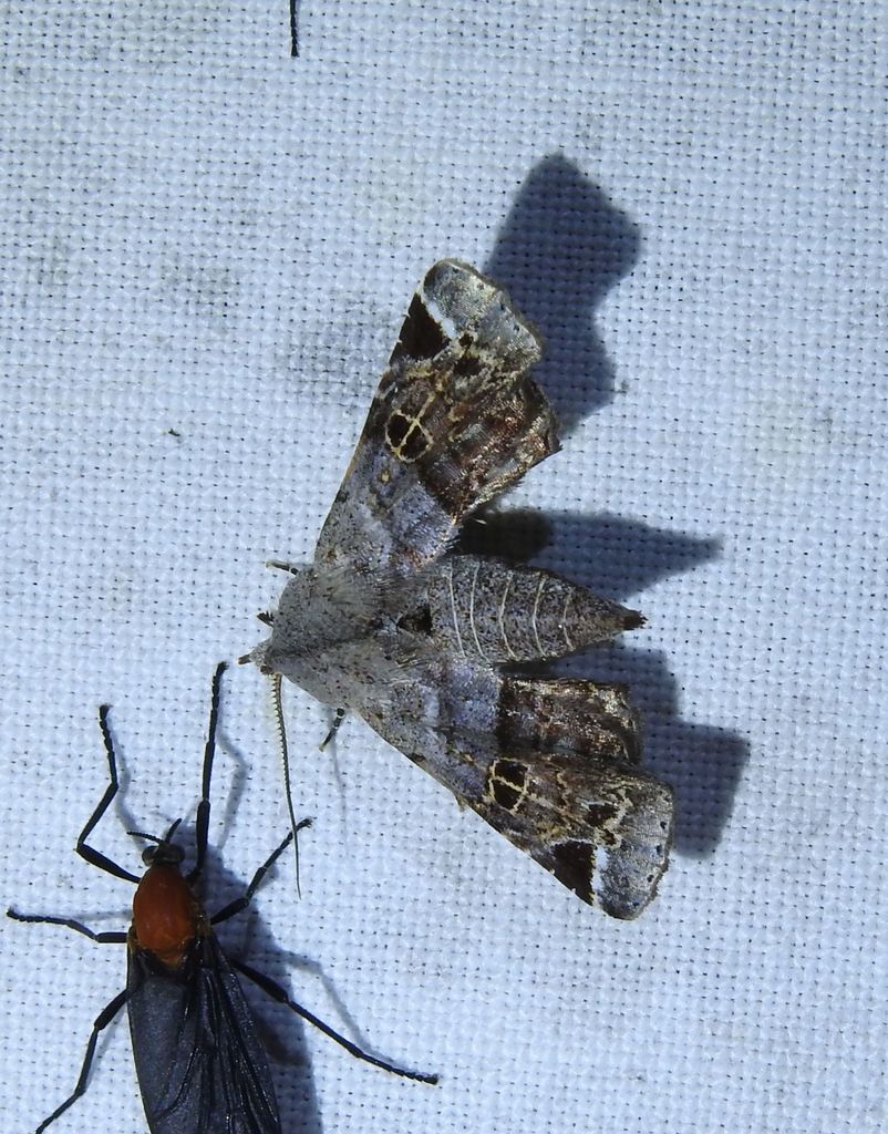 Atacira olivaceiplaga
