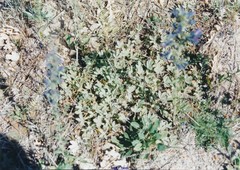 Potentilla cinerea