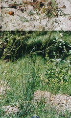 Arrhenatherum elatius