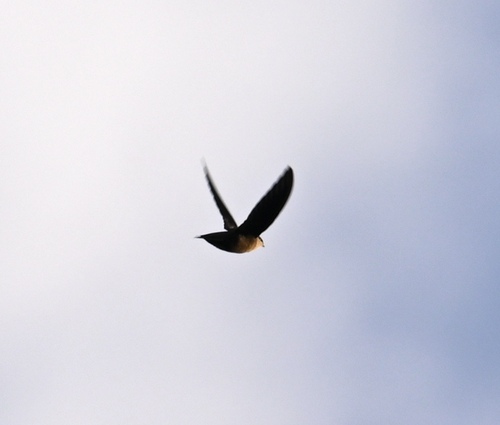 Chimney Swift (Chaetura pelagica), photo 4