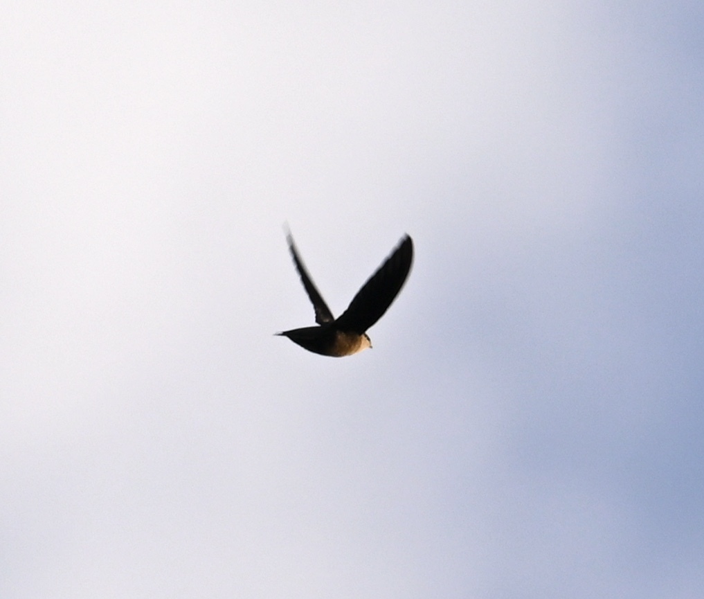 Chimney Swift (Chaetura pelagica), photo 5