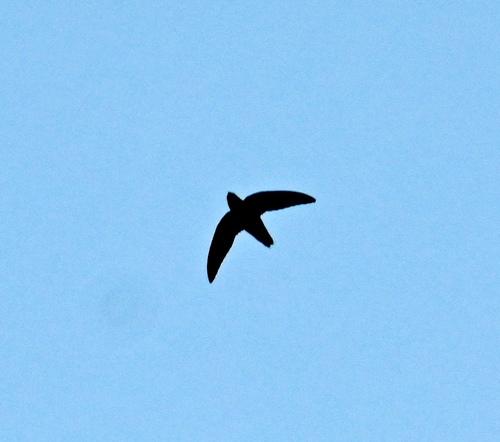 Chimney Swift (Chaetura pelagica), photo 3