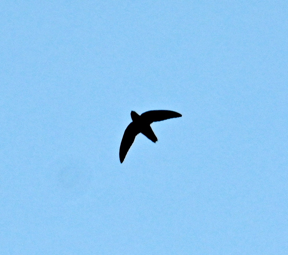 Chimney Swift (Chaetura pelagica), photo 4