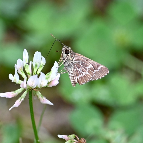 Lace-winged Roadside-Skipper photo 3