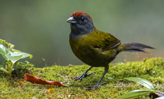 Arremon castaneiceps