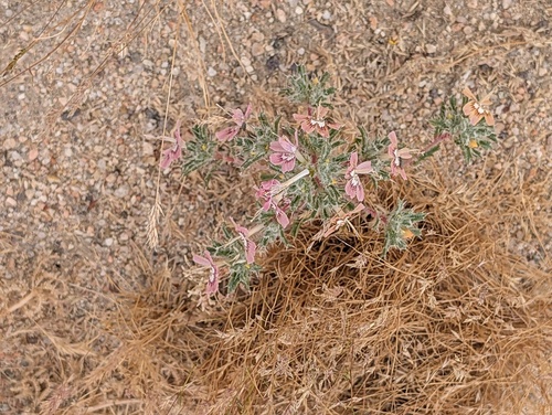 desert calico (Loeseliastrum matthewsii)