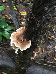 Cymatoderma dendriticum