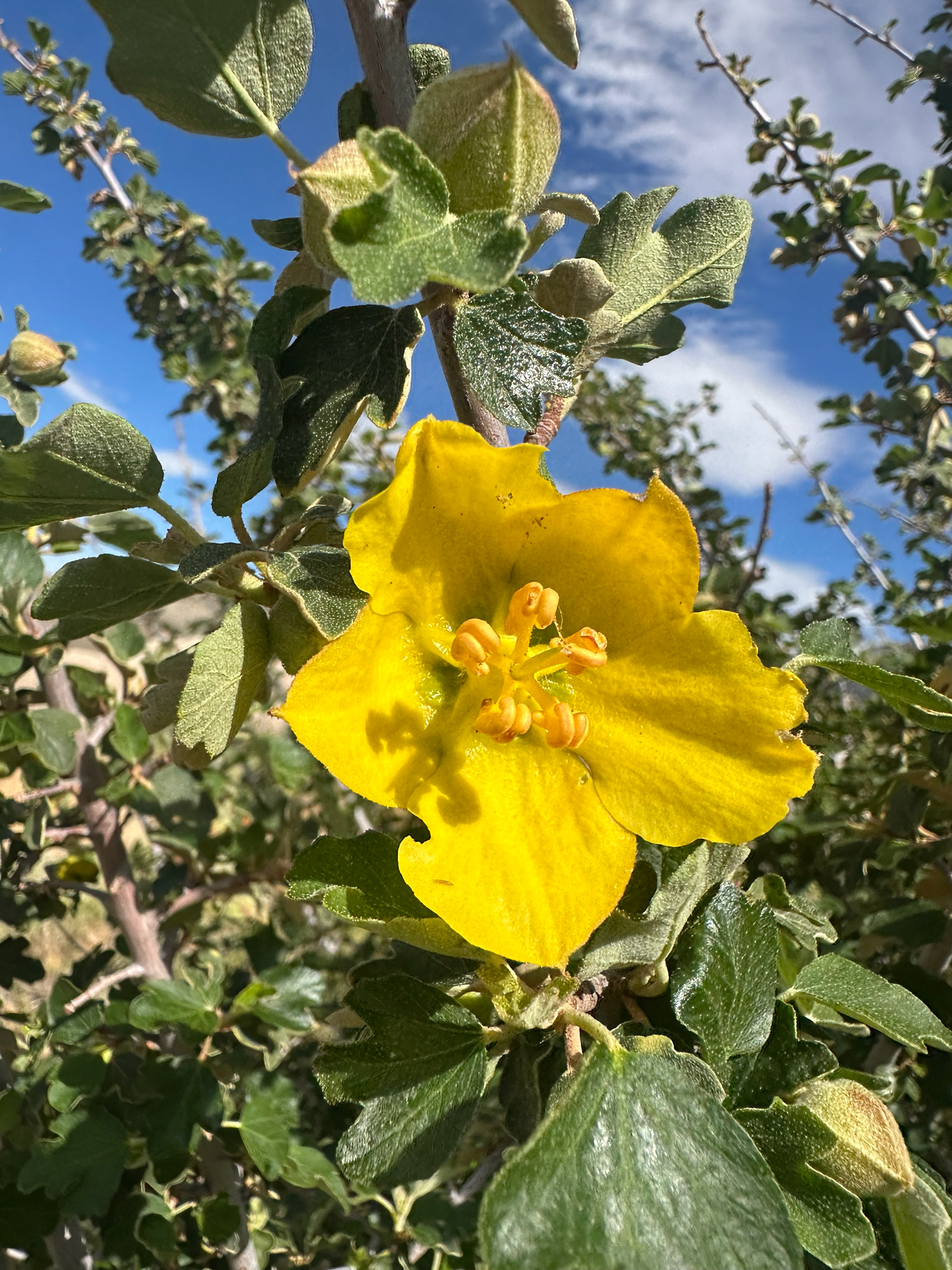 California Flannelbush (Fremontodendron californicum)