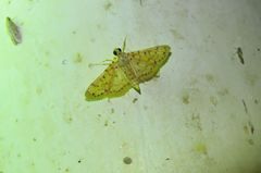 Conogethes punctiferalis