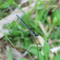 Agriocnemis lacteola