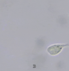 Ochrophyta