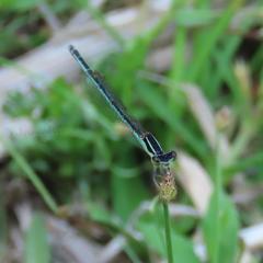 Agriocnemis lacteola