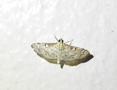 Cotachena hicana