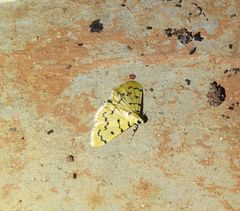 Dichocrocis clytusalis