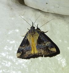 Dichromia quinqualis