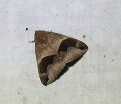 Bastilla solomonensis