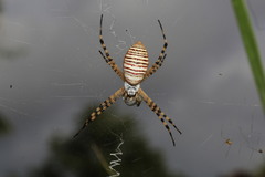 Argiope trifasciata