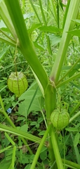 Physalis ixocarpa