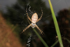 Argiope trifasciata