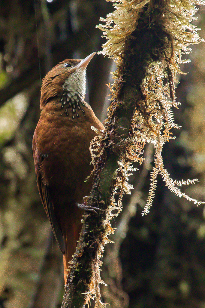 Star-Chested Treerunner