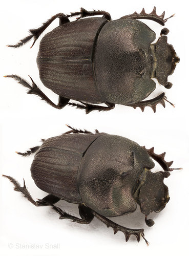 Phalops boschas