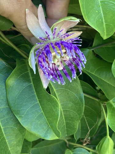 Golden Bellapple (Passiflora laurifolia)