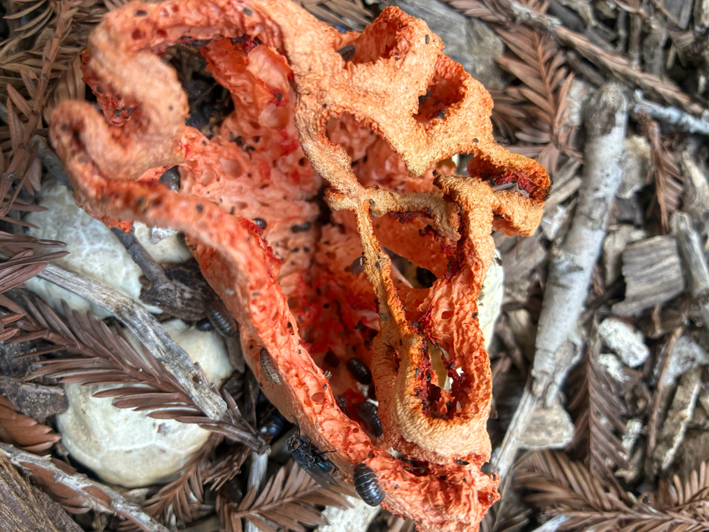 Clathrus ruber · April 2026 · photo: © clara651 (iNaturalist, cc-by)