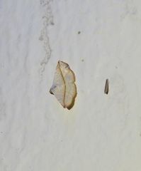 Eublemma perversicolor