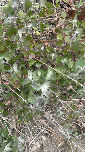 California Brickellbush (Brickellia californica)