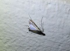 Euclasta maceratalis